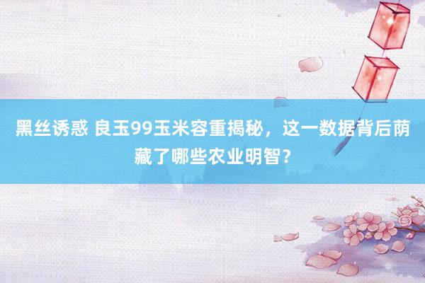 黑丝诱惑 良玉99玉米容重揭秘，这一数据背后荫藏了哪些农业明智？