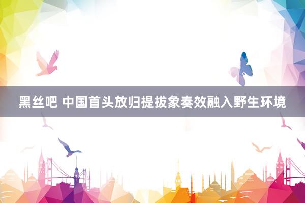 黑丝吧 中国首头放归提拔象奏效融入野生环境